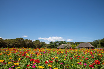 ひたち海浜公園