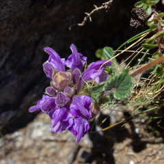 Alpine wild flower Scutellaria Alpina (Alpine skullcap). Aosta valley, Cogne, Italy. Photo taken at an altitude of 2500 meters.