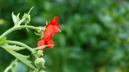 Blooming red flowers on a green background.