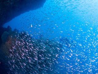 西伊豆_雲見_スキューバダイビング