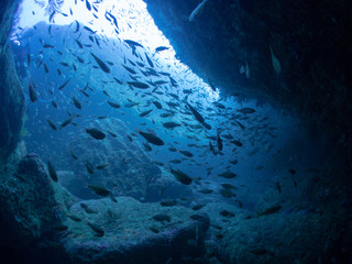 西伊豆_雲見_スキューバダイビング