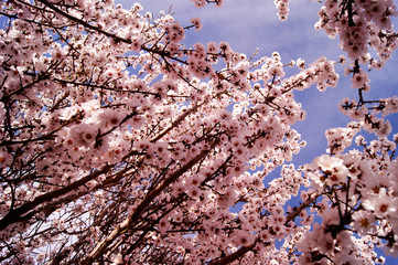 Frondoso almendro una mañana de primavera