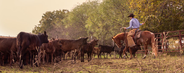 Cowboy roping calves