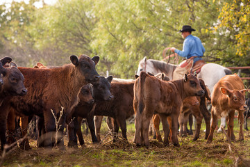 Cowboy roping calves to be branded and medically treated on the beef cattle ranch 