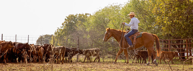 Cowboy preparing to rope calves for branding and inspection on the cattle ranch - obrazy, fototapety, plakaty