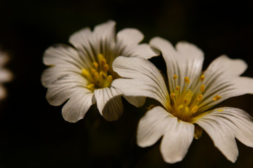 Obraz premium Macro flores blancas de montaña