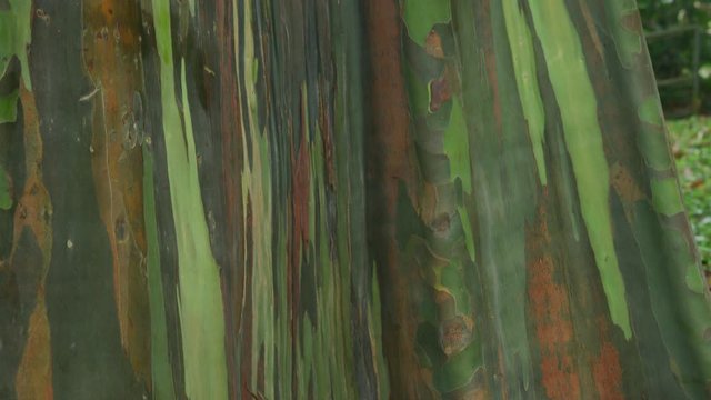 Close-up of Eucalyptus bark on tree in Hawaii