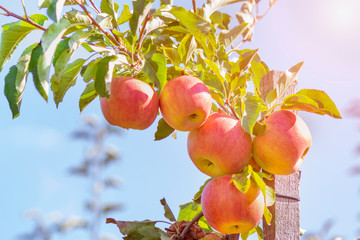 ripe juicy fruit of an apple tree on a tree in the garden in the sun. Autumn Harvesting Concept