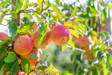 ripe juicy fruit of an apple tree on a tree in the garden in the sun. Autumn Harvesting Concept