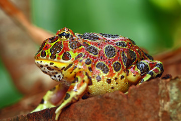 high red ornate frog, ceratophrys ornata, or called pac man frog