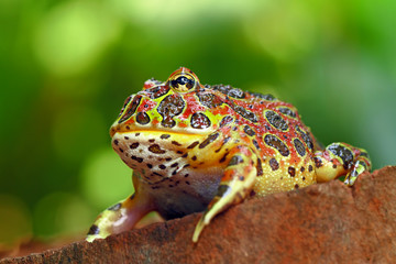 the high red ornate frog, ceratophrys ornata or was called in pac man frog