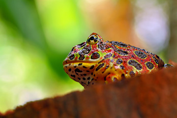 the high red ornate frog, ceratophrys ornata or was called in pac man frog