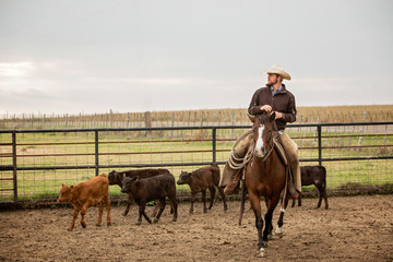 Cowboy separating cows from calves 