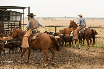Cowboys cutting calves on the ranch