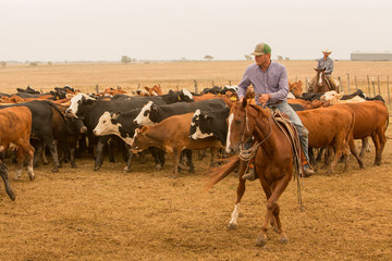 Cattleman rounding up cattle