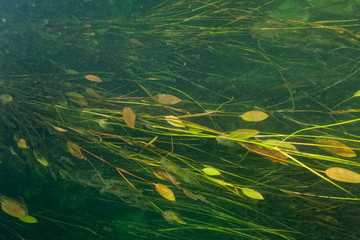 Underwater world of Neretva delta, Croatia