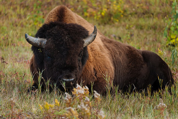 Bison relaxing and laying on the ground in wilderness