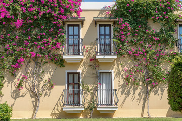 Decorative balcony of a house and flower tree on the wall in Turkey