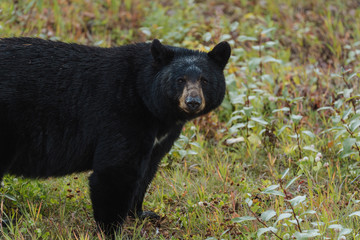 Obraz na płótnie Canvas Black bear in Alaska wilderness feeding himself