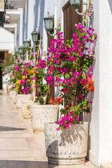 Fototapeta premium Flowerpots with bright decorative flowers near the white wall in the city of Bodrum, Turkey.
