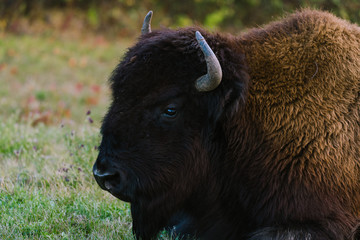 Head of bison in detail