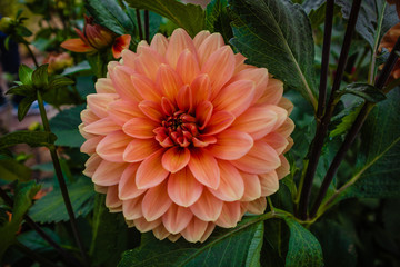 beautiful peach color flower