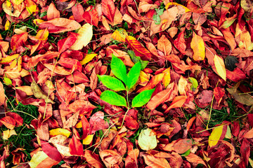 A large green leaf of a tree among colorful and vibrant leaves in autumn time