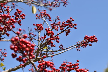 southern sky