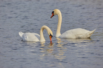 two swans floating on the water