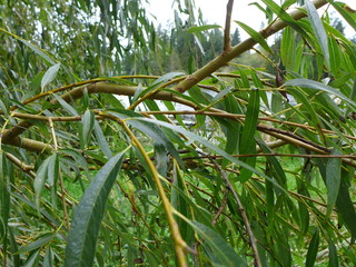 Obraz premium Weeping Willow Leaves and Branches Close-Up