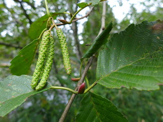 Red Alder Catkins and Leaves