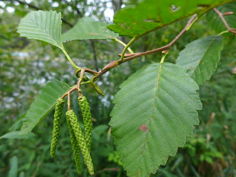 Alder Leaves and Catkins Close-Up