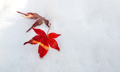 Red maple leaves on first winter white and clean snow