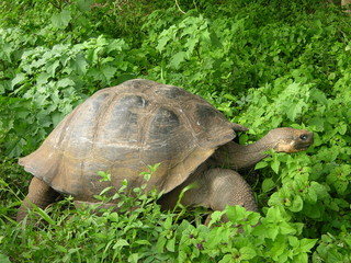 Fototapeta premium Giant Galapagos turtle in Ecuador