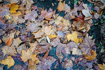 Dry maple leaves falling to the ground in Japanese public park in autumn