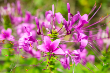 Glicina-flor fuccia