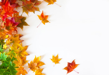 Autumn background with red, yellow, orange maple leaves