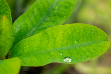 Fototapeta na wymiar hojas y gotas-leaves and drops