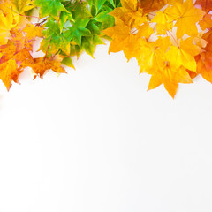 Autumn background with red, yellow, orange maple leaves