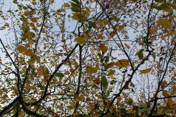 yellow tree in autumn