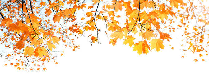 bright yellow orange maple leaves against light background. Indian summer, Autumnal last warm...