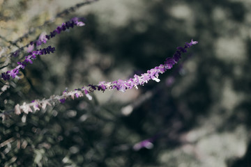 flores de lavanda morada lavender flower