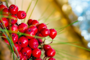 Ripe red Rowan berries close - up on a branch on blur background, bokeh with copy space, autumn landscape