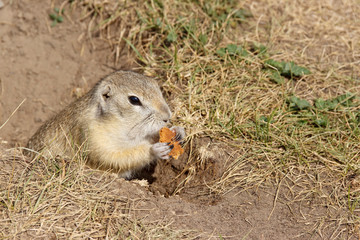 Naklejka na ściany i meble the gopher climbed out of the hole on the lawn, cute fluffy gopher eating food