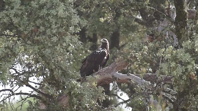 Imperial Iberian eagle perched on the oak branch