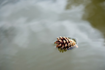 a pine cone floating in the water reflects the sky in the water surface