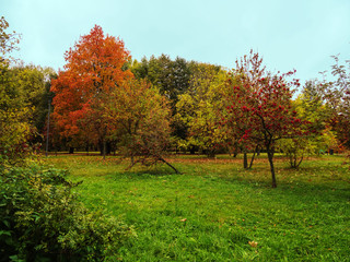 Fototapeta na wymiar Autumn, Park, trees, grass.