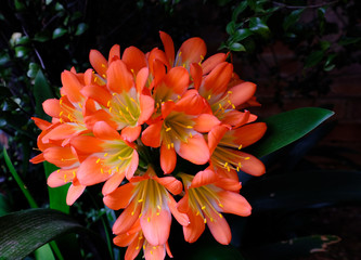 A hybrid Clivia miniata with orange and yellow flowerw blooming. This perrenial plant is indigenous to South Africa.