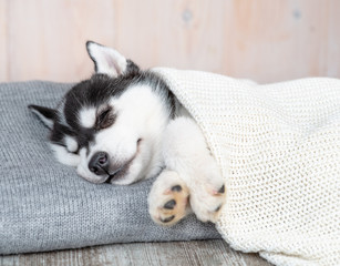 Sleeping Siberian Husky puppy sleep on pillow under blanket