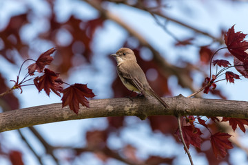 Derby Hill, Eastern Phoebe (Sayornis phoebe)